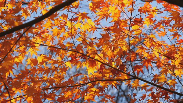 耳をすませば見えてくる - You see it when you listen for it