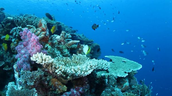 宇宙（そら）ごよみ - Cosmic Seasons